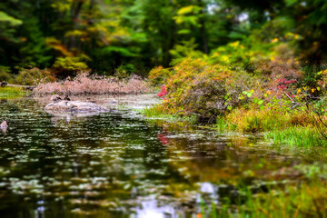 Pond View