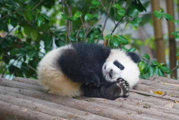 Tuinposter Panda jonge panda die buiten slaapt
