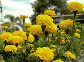 beautiful marigold flower close up