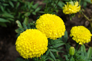 beautiful marigold flower close up