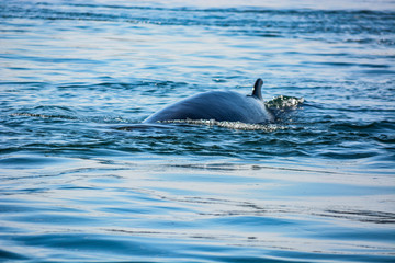 Fototapeta premium Campobello Island Whale Watch
