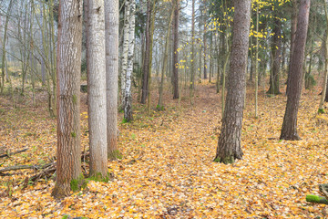 Autumn forest and path at foggy day in Finland