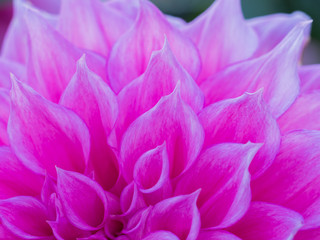 Pink dahlia close up