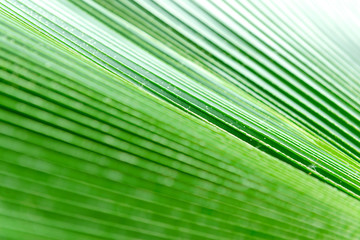 Texture of green palm leaf for background