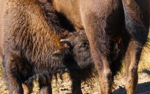 A Baby Bison Suckles It's Mother