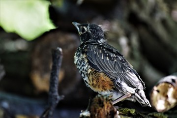 Robin Chick