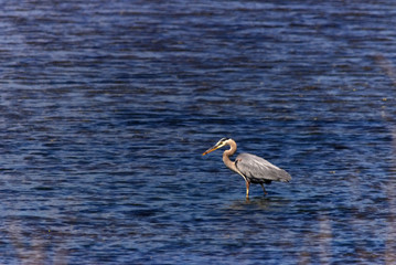 Great Heron standing in the blue water