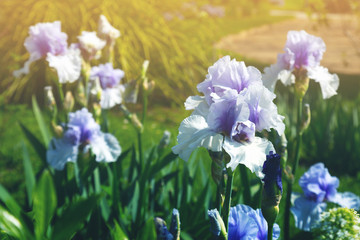 Variety of flowers in the fields