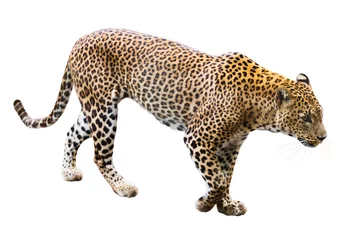 Foto auf Acrylglas Leopard © JackF