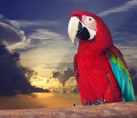 Portrait of single red macaw papagay