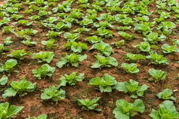 The Scene of Thailand about Big Cabbage farm on the mountain, Phu Tubburk, Thailand