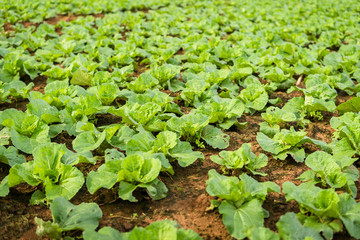 The Scene of Thailand about Big Cabbage farm on the mountain, Phu Tubburk, Thailand