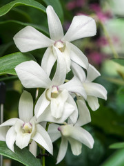 White Orchids