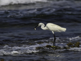 Little Egret Caught a Fish