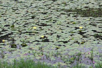 Lily Pads and Lotus Flowers in a Chinese Garden in Guangdong China Asia