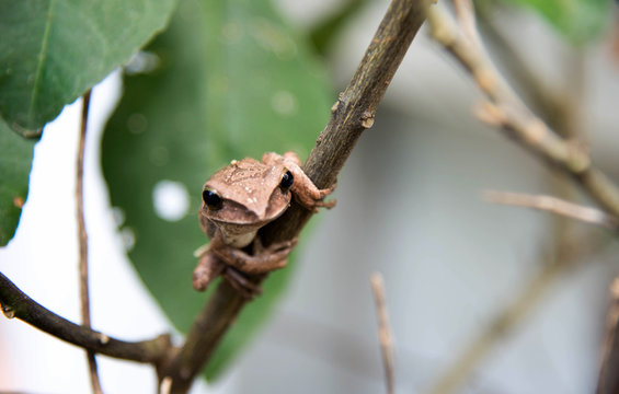 Brown common tree frog in Thailand