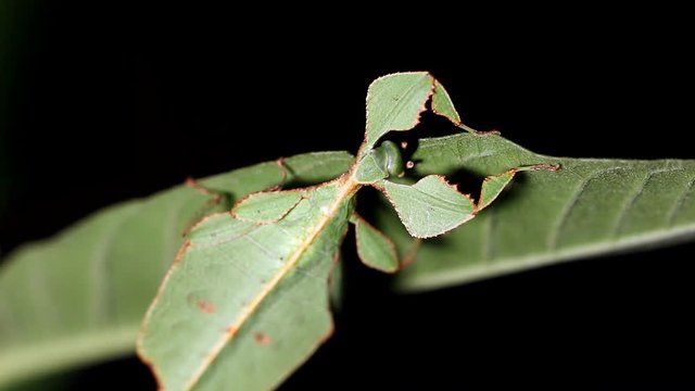 Young female leaf insect (Phyllium westwoodi) feeding on its host plant leaf (double speed)
