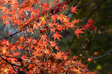 紅葉するカエデ