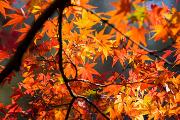 紅葉するカエデ