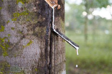  Latex being collected from a wounded rubber tree
