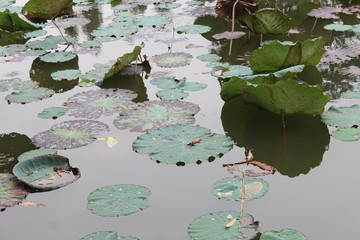 Lily Pads and Lotus Flowers in a Chinese Garden in Guangdong China Asia