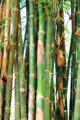Fototapeta premium Bamboo branch in bamboo forest, beautiful green nature background