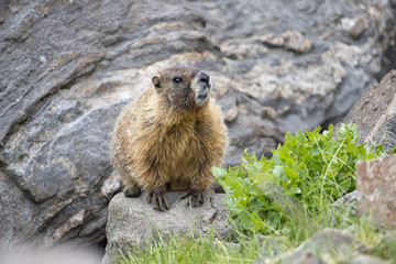 marmot 3