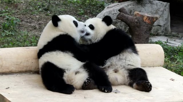 Panda Kiss Kiss, 2 Panda Cubs are licking Apple Juice from each other's body