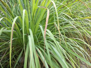lemongrass in sufficient economy garden,it be food,herbal and good for health.