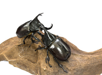 close-up Dynastinae beetle fighting on wood white background