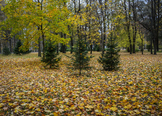 Autumn scenery in Saint Petersburg, Russia