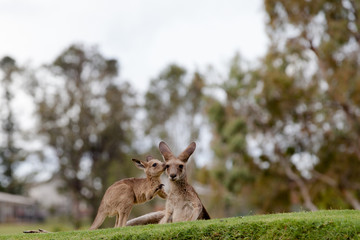 A young kangaroo and his mother share a tender moment together.