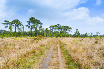 Path at the dense pine forest.