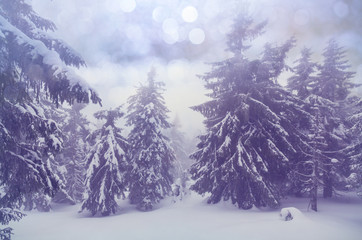 Winter forest Instagram filter