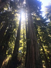 Redwood Trees in Muir Woods with sun shining through