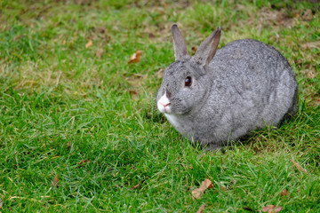 Rabbit on grass field