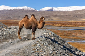 camel road mountains graze