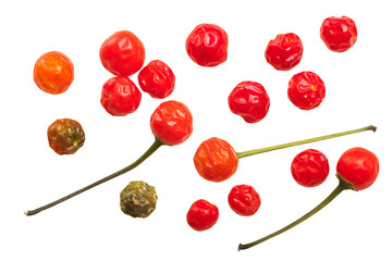 Dried Chiltepin peppers, top, paths