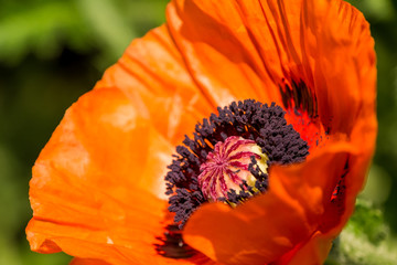 center of red poppy
