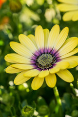 flowers with green background