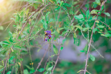 A Small Insect with flower on Tree