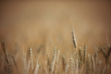Wheat field agriculture background
