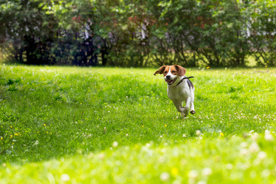 Running dog in summer garden