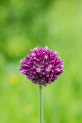 Purple flower on a green background.