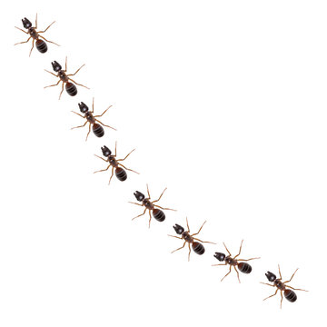  Illustration of an ant on a white background