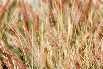 Dry fluffy grass