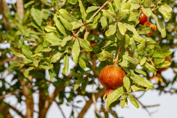 Small ripe fruit of pomegranate