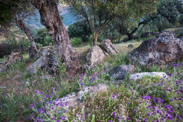 Steine und Disteln im Wald mit Korkeichen
