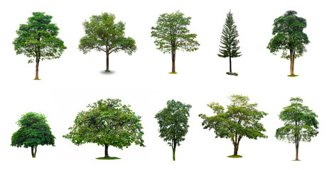 Isolated  trees on white background Collection of Isolated Trees on white background Suitable for...