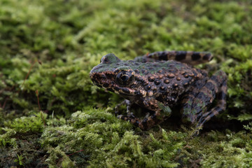 Odorrana schmackeri in nature of Thailand